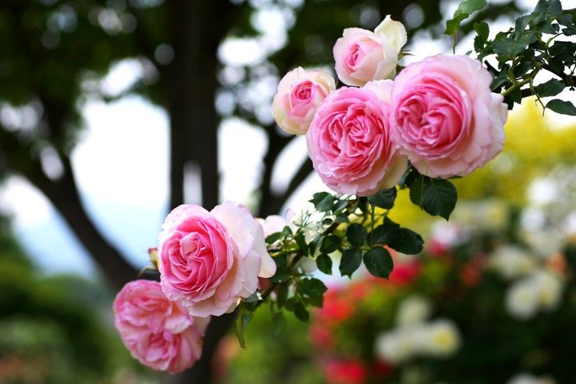 Pink-Branch-Pretty-Roses-Spring-Flower-Desktop-Theme-