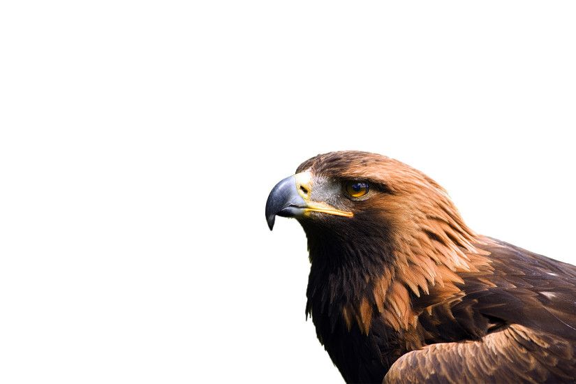 golden eagle wallpaper hd wallpapers free high definition colourful  pictures mac desktop images widescreen display 1920Ã1200 Wallpaper HD
