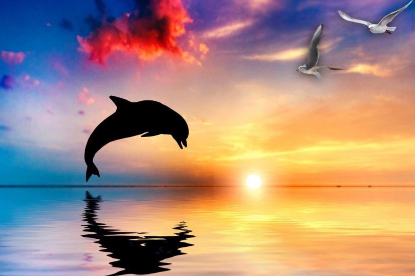 Dolphin Sunset Wallpapers High Definition
