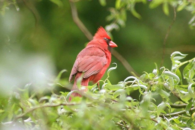 Red Bird Wallpaper. Red Bird
