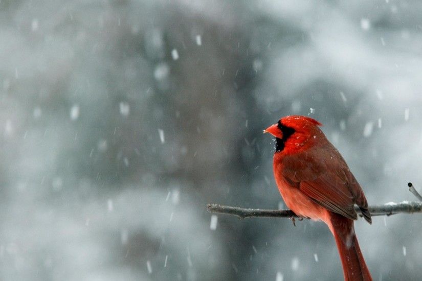 cardinals bird | Cardinal snow Wallpaper Bird Wallpapers and