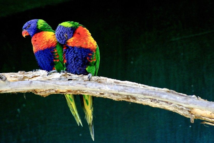 Wallpapers For > Beautiful Love Birds Wallpapers