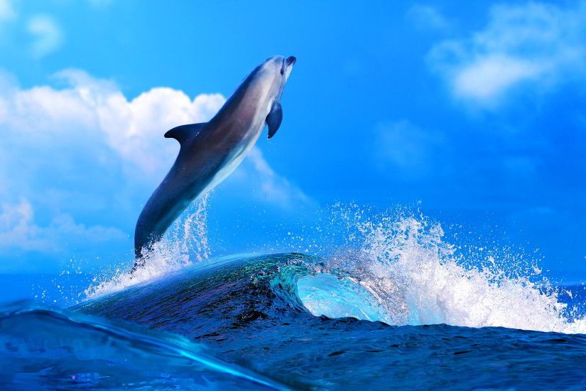 dolphin wallpaper background 8503