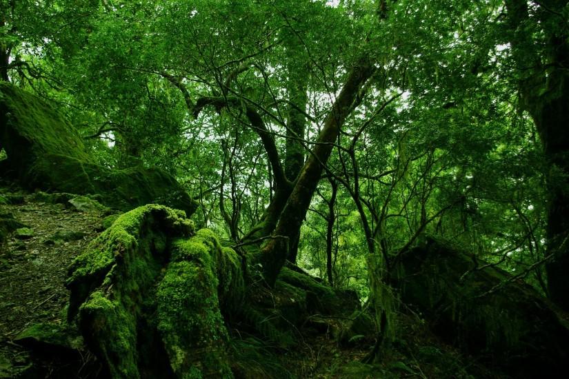 Rainforest Moss Wallpaper Other Nature