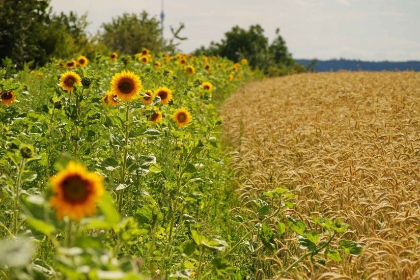 Flowers Sunflowers Fields Landscapes Agriculture Computer Wallpaper HD Full  Size Nature