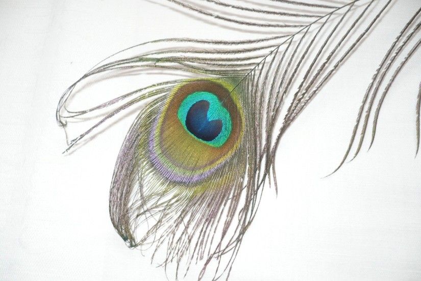 peacock-bird-feathers-wallpaper-13