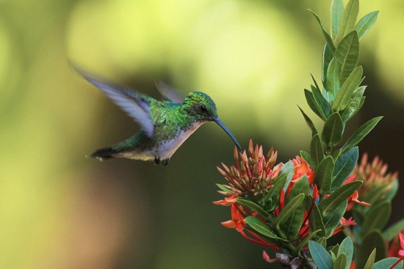 Hummingbird Food HD Wallpaper