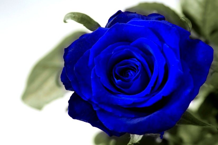 HD Wallpapers 1080p Blue Rose 10