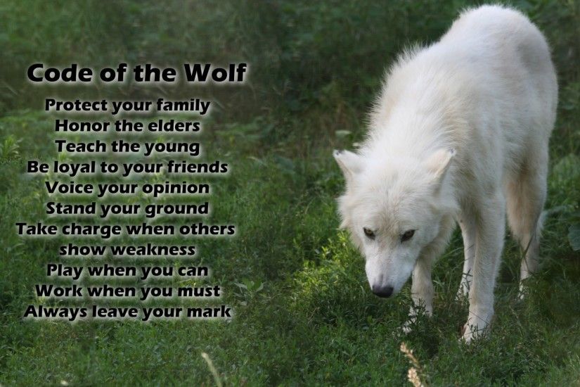 Animal - Wolf Dog Word Animal White Wolf Wildlife Arctic Wolf Wallpaper