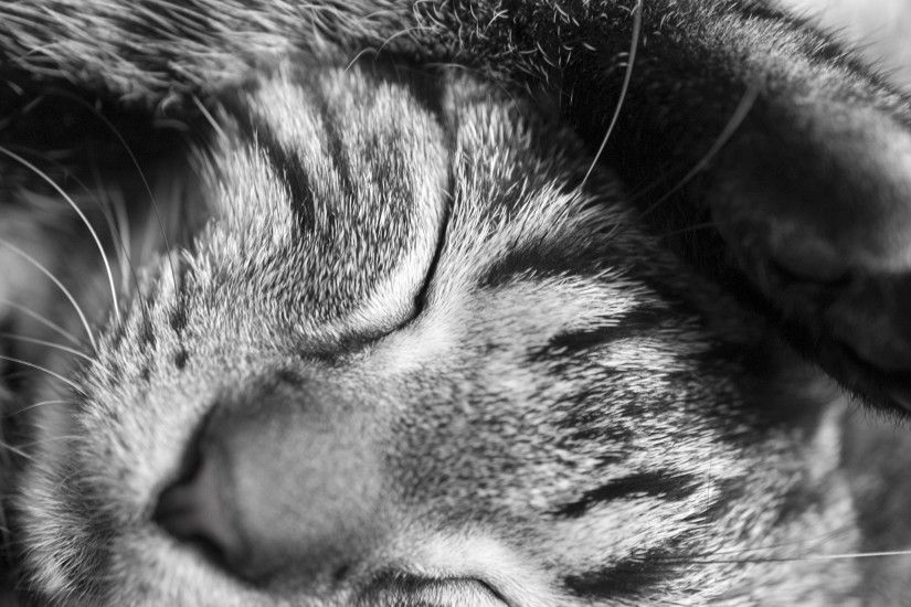 Wallpapers Cats Sleep Macro Black and white Animals Closeup 2048x1536 Macro  photography