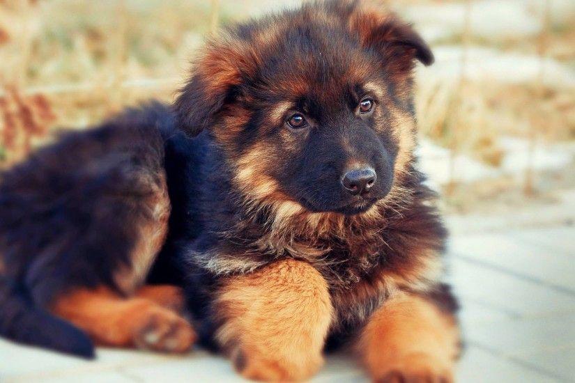 20 German Shepherd Puppies That You'll Want to Take Home Immediately