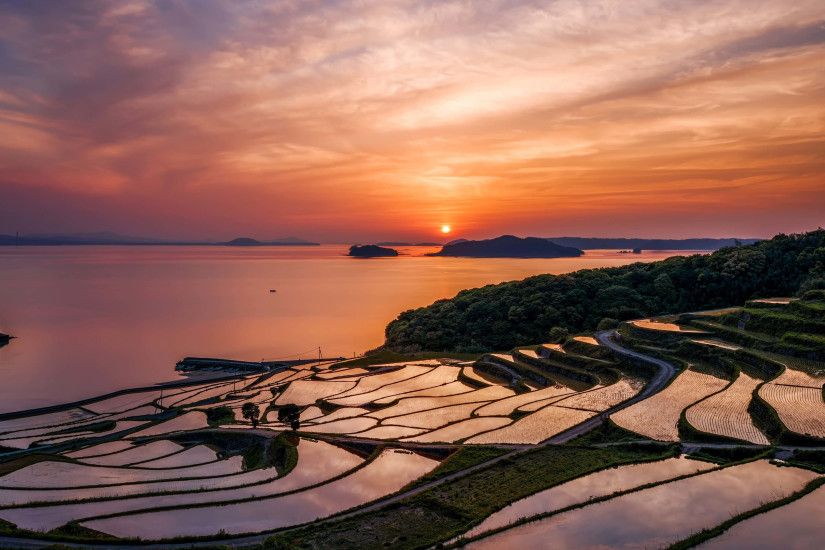 Japan's Rise Fields at Sunset 4K Wallpaper