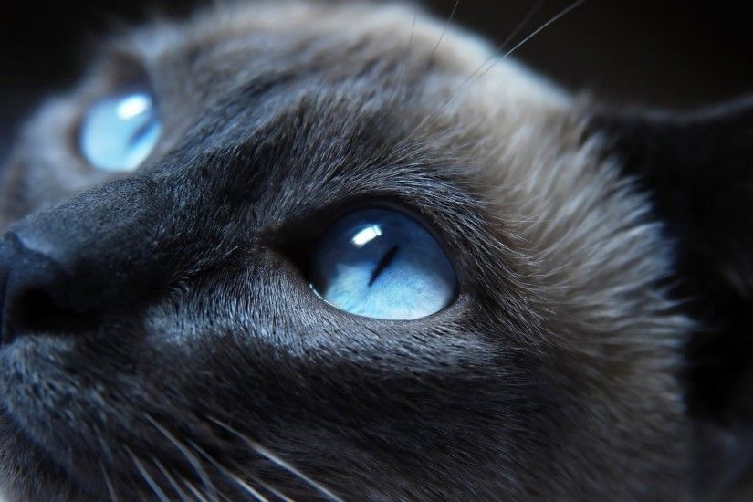 cat, Blue Eyes, Animals, Siamese Cats Wallpapers HD / Desktop and Mobile  Backgrounds