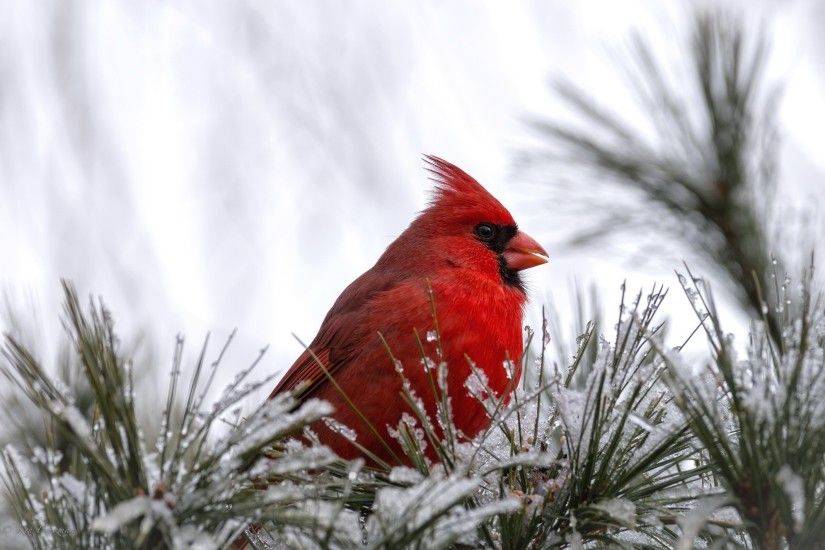 2048x1327 Wallpaper cardinal, bird, bird, red, snow wallpapers animals .