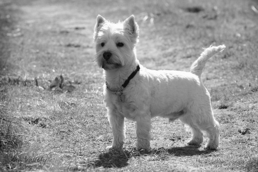 Westie Portrait wallpapers and stock photos