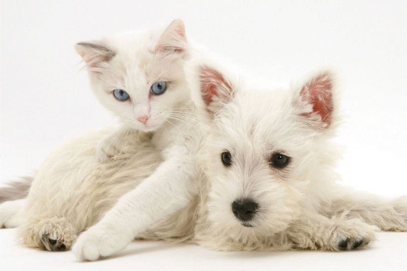 ragdoll kitten with west highland white terrier puppy desktop wallpaper
