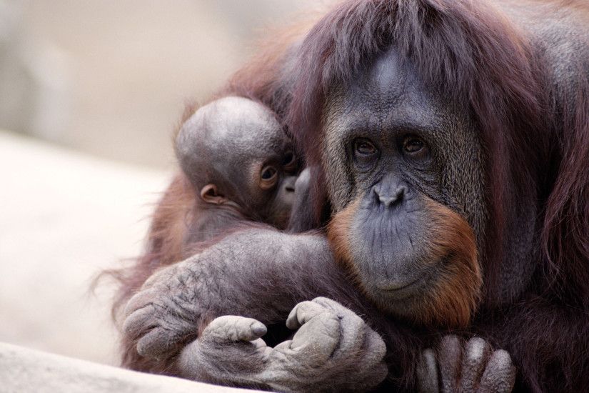 Animal - Orangutan Wallpaper