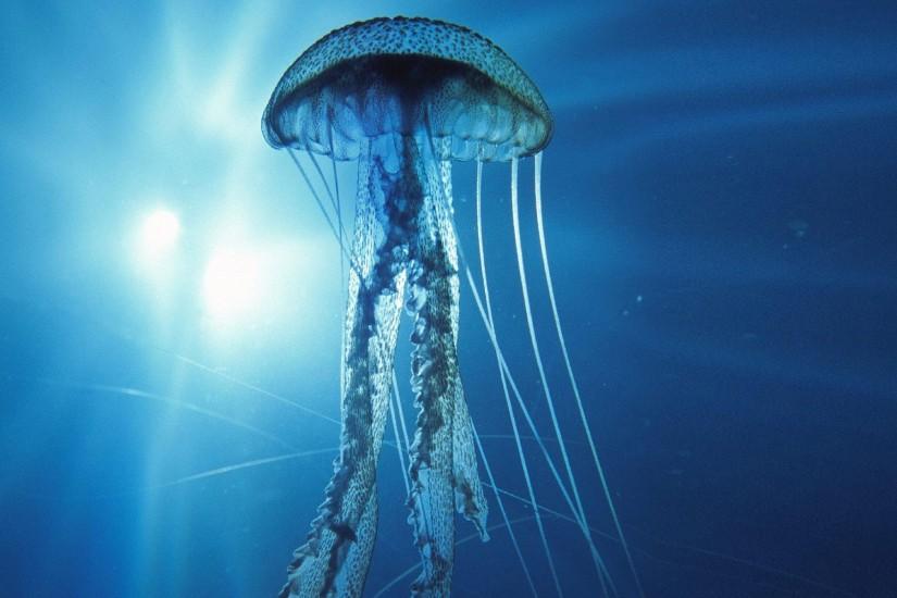 Jellyfish Desktop Backgrounds
