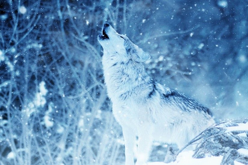 Wolf, Howl, Majestic, Snow, Predator