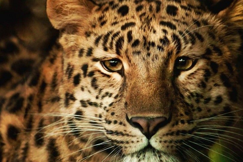 Download Animal Leopard Big Cat Snow Leopard Wallpaper