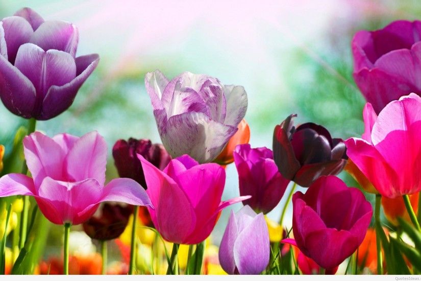 spring-flowers-pink spring-wallpaper-tulip-flowers ...