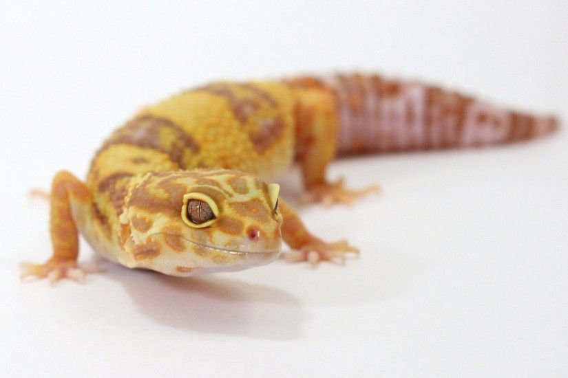 gecko, Leopard Geckos, Reptile, White Background Wallpapers HD / Desktop  and Mobile Backgrounds