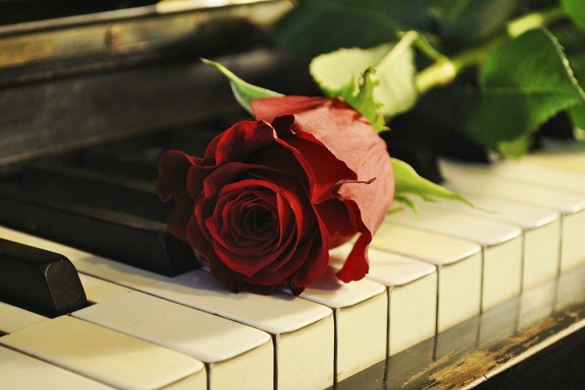 Hermosa rosa roja sobre teclado del piano. Wallpaper. | Todo rojo |  Pinterest