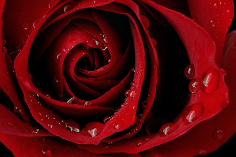 Red Roses Wallpapers HD A14