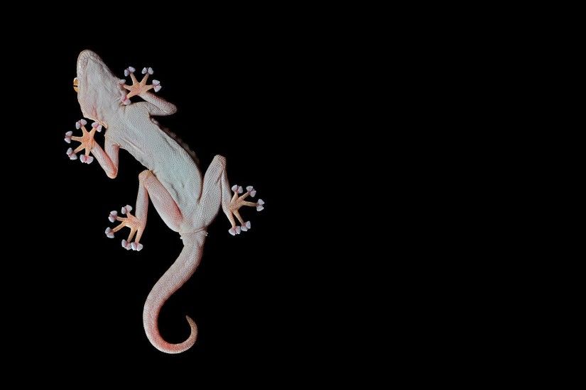 Animal - Gecko Lizard Reptile Wallpaper