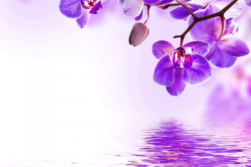 orchid purple water reflection flowers beautiful orchid flower water bloom