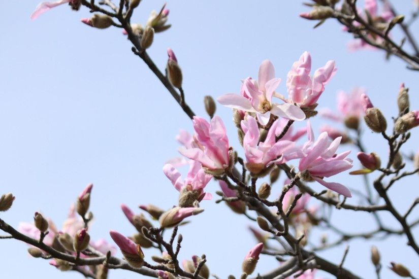 3840x2160 Wallpaper magnolia, flowering, branch, sky, spring