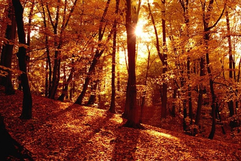autumn-forest-wallpaper-hd-background-for-desktop-11
