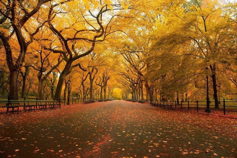 United States, New York, New York City, Central Park in the Fall Season  widescreen wallpaper