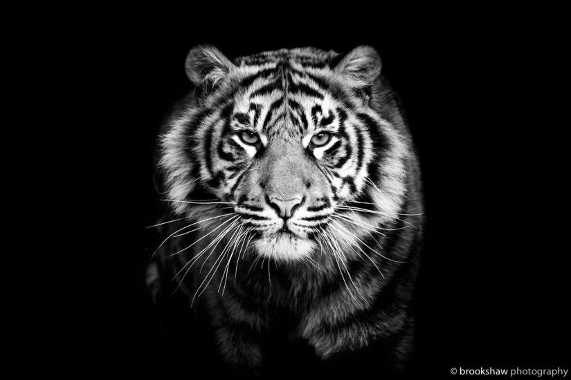 tiger predator close up black and white black background