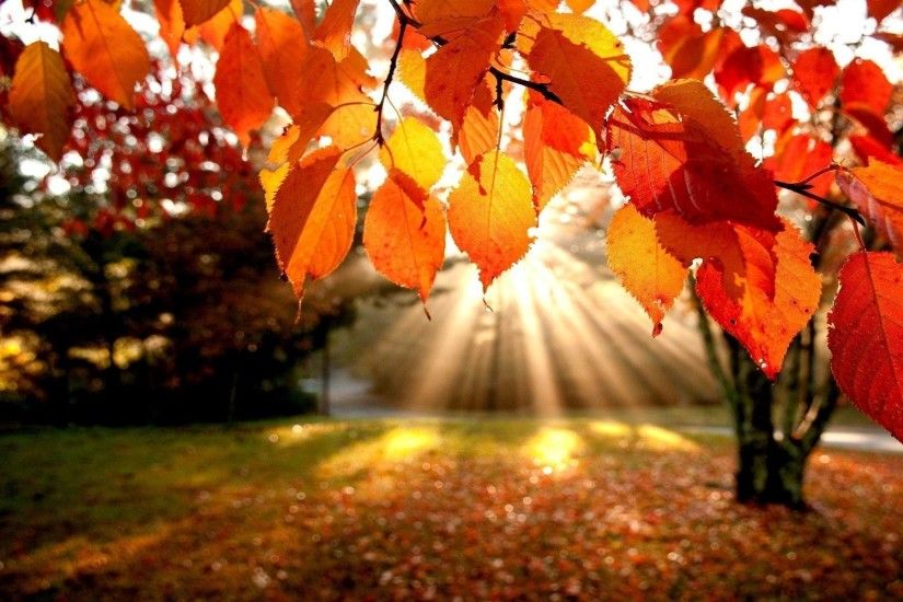 Fall Foliage Wallpaper- HD Wallpapers OS