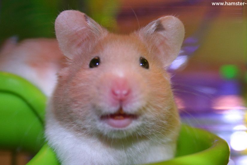 Smiling Hamster