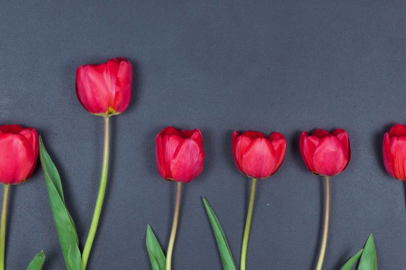 Flowers Are Jumping Against a Black Background. Roll Call. Beautiful, Red  Tulips in the Spring. Stock Video Footage - Storyblocks Video