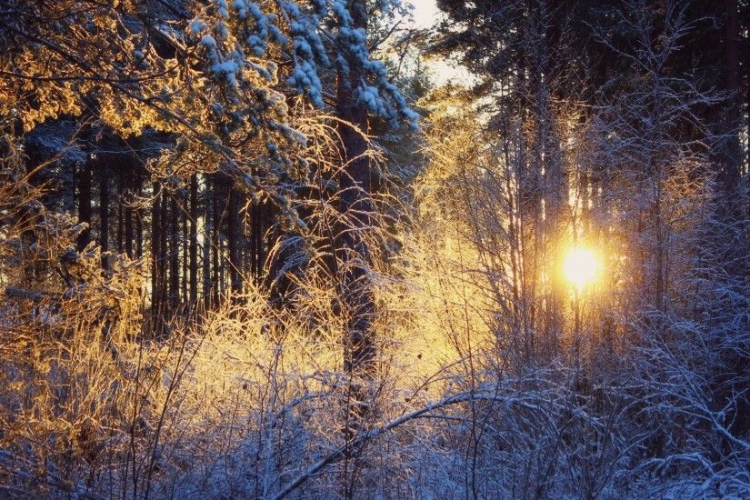 Winter Sun Snow Tree Forest Wallpaper Galaxy S5