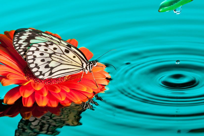 Gallery of Awesome Desktop-Background-Butterfly-Wallpaper –  4K-Butterfly-Best-Wallpaper HD
