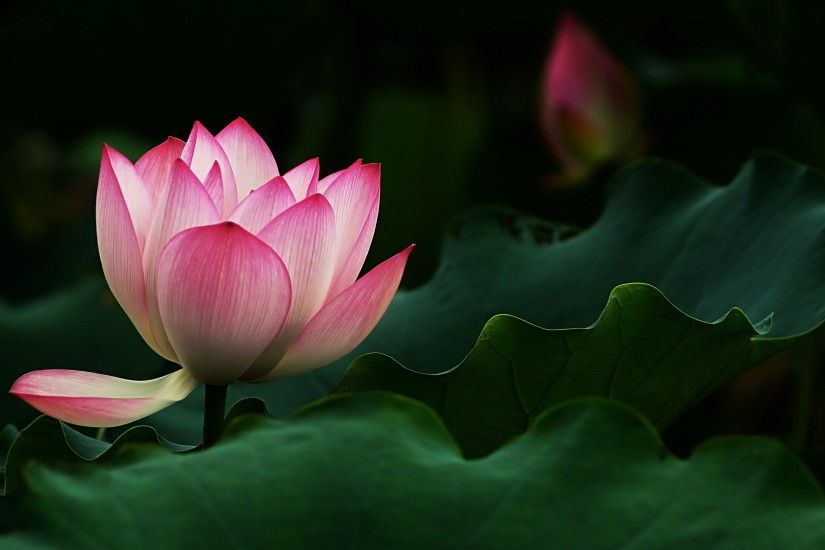 2560x1440 Beautiful Lotus Flower. How to set wallpaper on your desktop?  Click the download link from above and set the wallpaper on the desktop  from your ...
