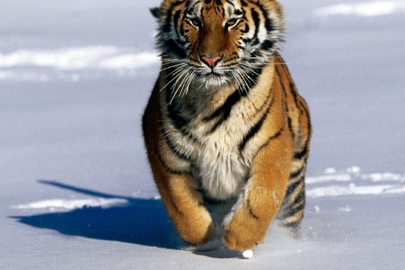Running Siberian Tiger Wallpaper
