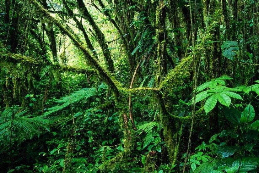 Rainforest Costa Rica Hd Desktop Nature Backgrounds - 1920x1080