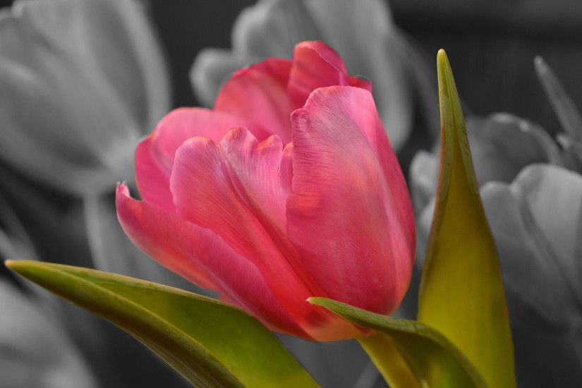 Flowers / Pink Tulip Wallpaper