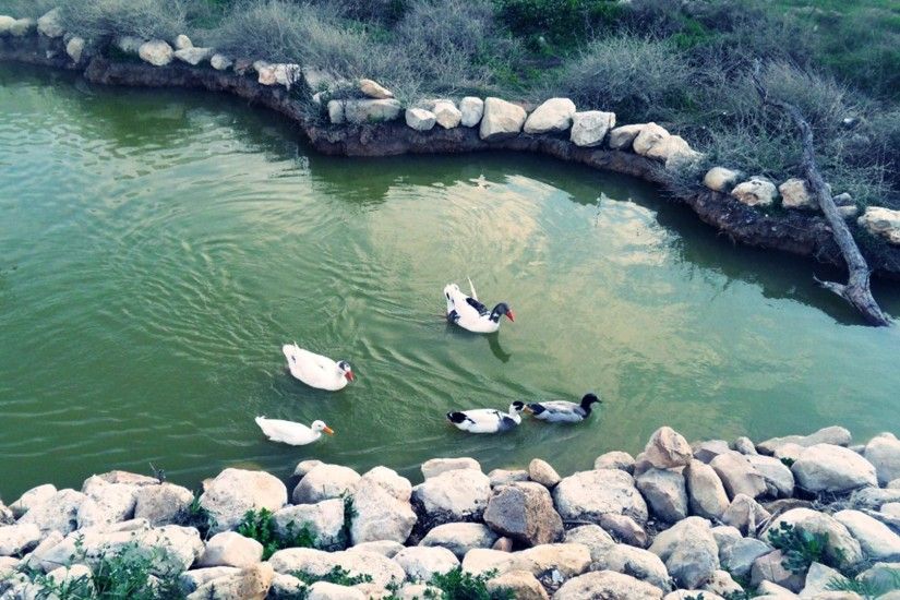 Algeria Tag - Nature Africa Algeria Fun Joy Birds Gardens Landscapes Swim  Ducks Tebessa Lakes Rocks