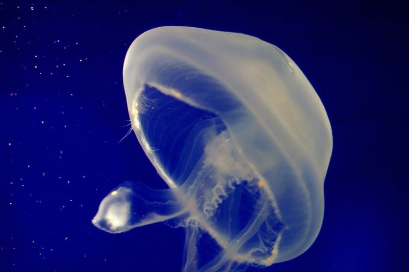 3840x2160 Wallpaper jellyfish, underwater, swimming, sea