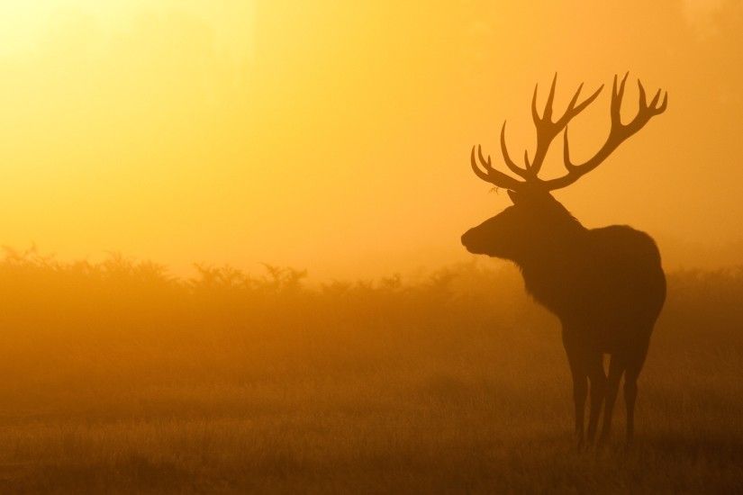 2560x1440 Wallpaper deer, sunrise, mist, shadow