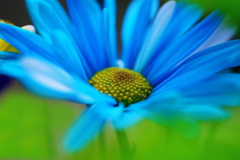 blue daisy flower wallpaper 3124