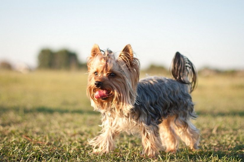 18 HD Yorkshire Terrier Dog Wallpapers