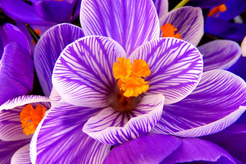 Crocus flower, Purple flower, HD