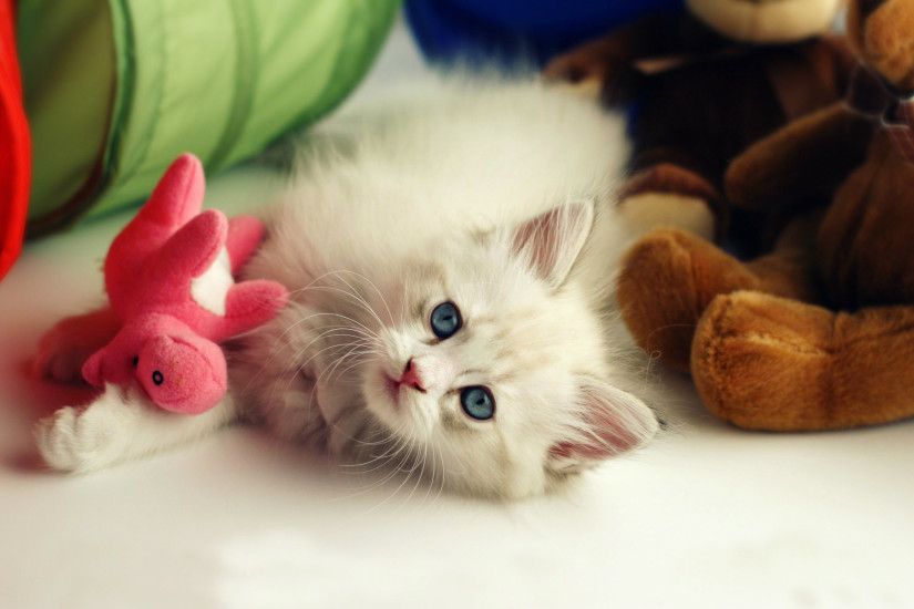 Beautiful Cute Kitten Desktop Wallpapers